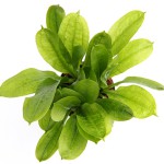 小白菜草-缩略图-2