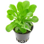 小白菜草-缩略图-3