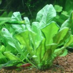 小白菜草-缩略图-4