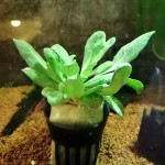 小白菜草-缩略图-5