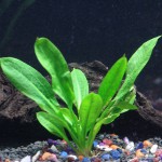 小白菜草-缩略图-6