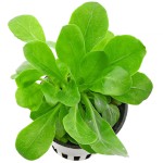 小白菜草-缩略图-7