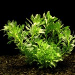 雪花草-缩略图-1