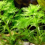 雪花草-缩略图-2