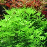 雪花草-缩略图-5