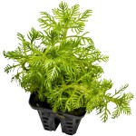 雪花草-缩略图-6