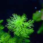 雪花草-缩略图-7