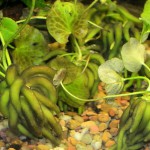 香蕉草-缩略图-1