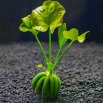 香蕉草-缩略图-2