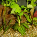 香蕉草-缩略图-3