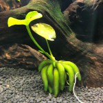 香蕉草-缩略图-4