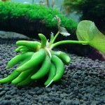 香蕉草-缩略图-5