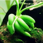 香蕉草-缩略图-6