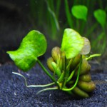 香蕉草-缩略图-7