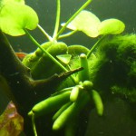 香蕉草-缩略图-8