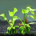 香蕉草-缩略图-9