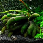 香蕉草-缩略图-10