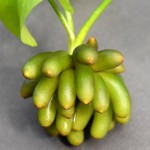 香蕉草-缩略图-11