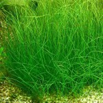 大莎草-缩略图-1