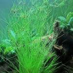 大莎草-缩略图-2