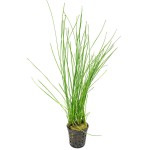 大莎草-缩略图-3