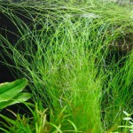 大莎草-缩略图-4