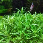 喷泉太阳-缩略图-1