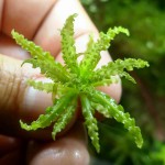 喷泉太阳-缩略图-2