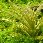 喷泉太阳-缩略图-3