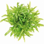 喷泉太阳-缩略图-4