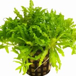 喷泉太阳-缩略图-5