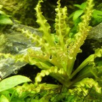 喷泉太阳-缩略图-6