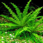 喷泉太阳-缩略图-7