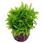 喷泉太阳-缩略图-8