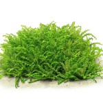 喷泉太阳-缩略图-9