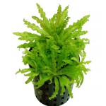 喷泉太阳-缩略图-10