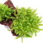 喷泉太阳-缩略图-12