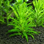 喷泉太阳-缩略图-13