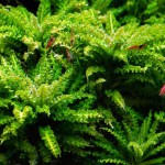 喷泉太阳-缩略图-14