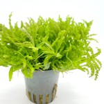 喷泉太阳-缩略图-15