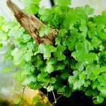 天胡荽-缩略图-1