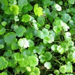 天胡荽-缩略图-2