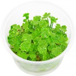 天胡荽-缩略图-3