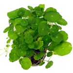 天胡荽-缩略图-4