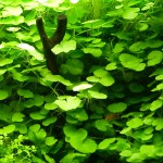 天胡荽-缩略图-5