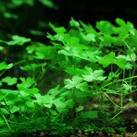 天胡荽-缩略图-7