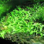 禾叶挖耳草-缩略图-1