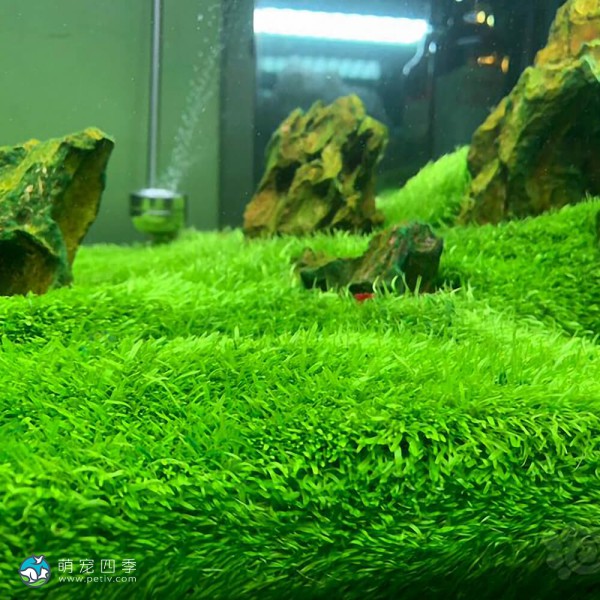 禾叶挖耳草-2