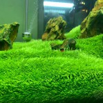 禾叶挖耳草-缩略图-2