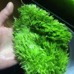 禾叶挖耳草-缩略图-3